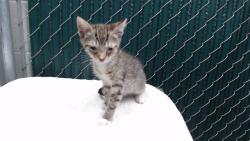 Shelter Stray Male Cat last seen , 11258 Garfield Ave, Downey, CA 90242, USA