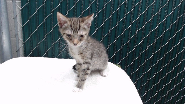 Shelter Stray Male Cat last seen , 11258 Garfield Ave, Downey, CA 90242, USA