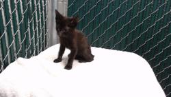 Shelter Stray Male Cat last seen , 11258 Garfield Ave, Downey, CA 90242, USA