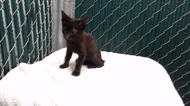 Shelter Stray Male Cat last seen , 11258 Garfield Ave, Downey, CA 90242, USA