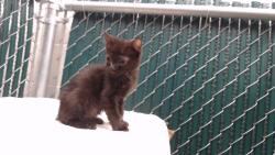 Shelter Stray Female Cat last seen , 11258 Garfield Ave, Downey, CA 90242, USA