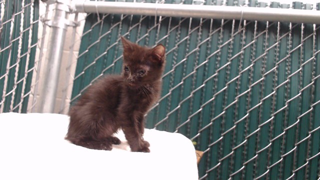 Shelter Stray Female Cat last seen , 11258 Garfield Ave, Downey, CA 90242, USA