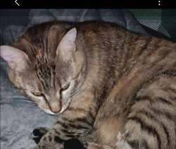 Lost Female Cat last seen Living Spaces and Maverick on 193, Clearfield, UT 84015