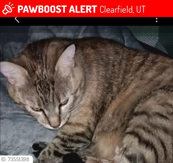 Lost Female Cat last seen Living Spaces and Maverick on 193, Clearfield, UT 84015