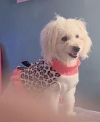 Reunited Female Dog last seen Near e Pueblo ave, Phoenix, AZ 85040