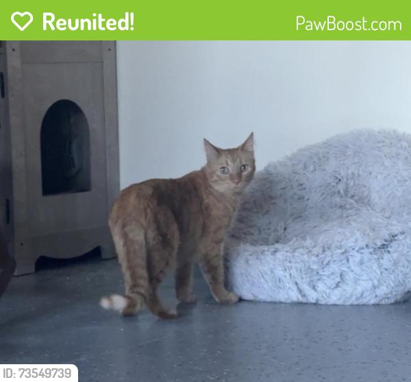 Reunited Unknown Cat last seen Near Salazar Dr, Mission Viejo, CA 92691, USA, Mission Viejo, CA 92691