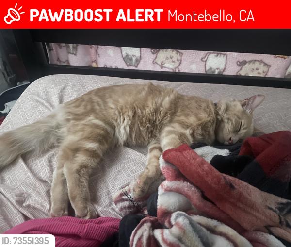 Lost Male Cat last seen Greenwood elementary school, Montebello, CA 90640