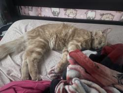 Lost Male Cat last seen Greenwood elementary school, Montebello, CA 90640