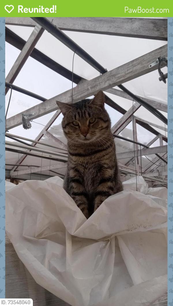 Reunited Male Cat last seen Dayton and Victoria, Saint Paul, MN 55104