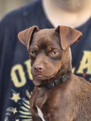 Found/Stray Male Dog last seen Vickie Drive & Del Crest Drive, Del City, OK 73115