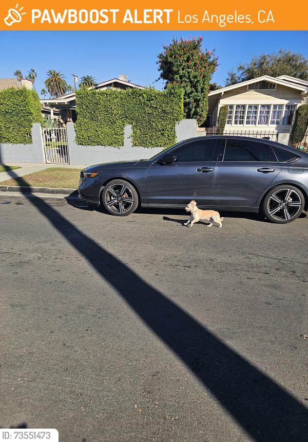 Found/Stray Male Dog last seen Near, Los Angeles, CA 90018