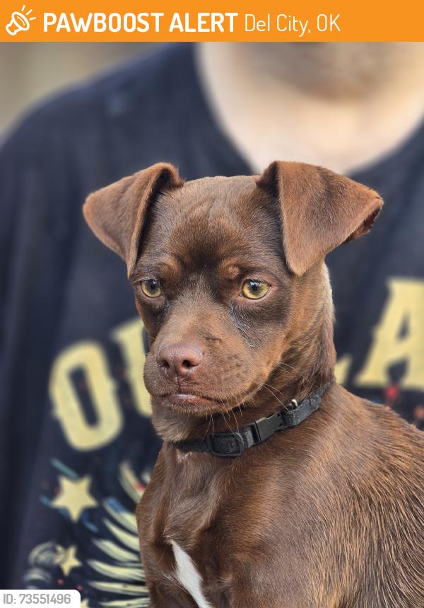 Found/Stray Male Dog last seen Vickie Drive & Del Crest Drive, Del City, OK 73115