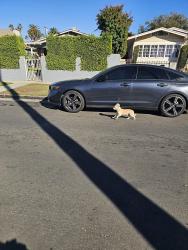Found/Stray Male Dog last seen Near, Los Angeles, CA 90018