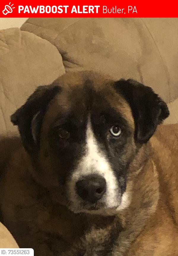 Lost Female Dog last seen Near old plank rd, Butler, PA 16001
