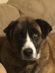 Lost Female Dog last seen Near old plank rd, Butler, PA 16001