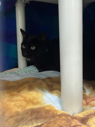 Shelter Stray Male Cat last seen Jackson Frazier Entrance, Benton County, OR, 398 SW Twin Oaks Cir, Corvallis, OR 97333, USA