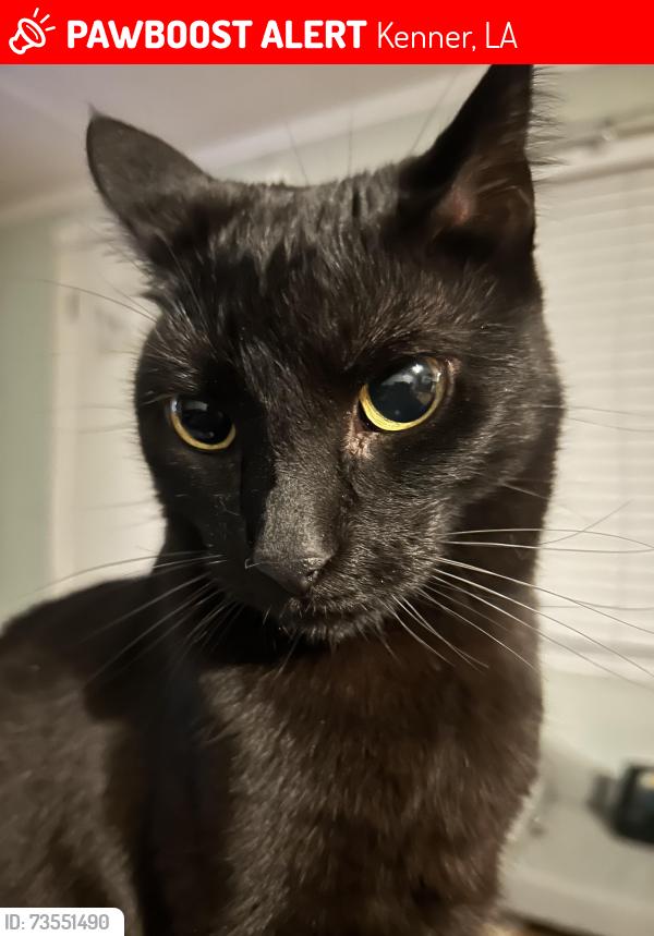 Lost Female Cat last seen Holy Cross Placd, Kenner, LA 70065