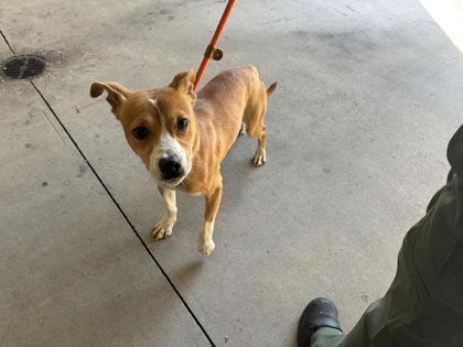 Shelter Stray Male Dog last seen Near grassy ct, County/Unicorporated, NC, 1491 Business Park Ct, Gastonia, NC 28052, USA