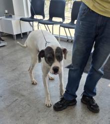 Shelter Stray Male Dog last seen Near Whitney Ln, East District, TX, 355 Hillshire Dr, Haslet, TX 76052, USA
