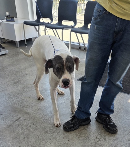 Shelter Stray Male Dog last seen Near Whitney Ln, East District, TX, 355 Hillshire Dr, Haslet, TX 76052, USA