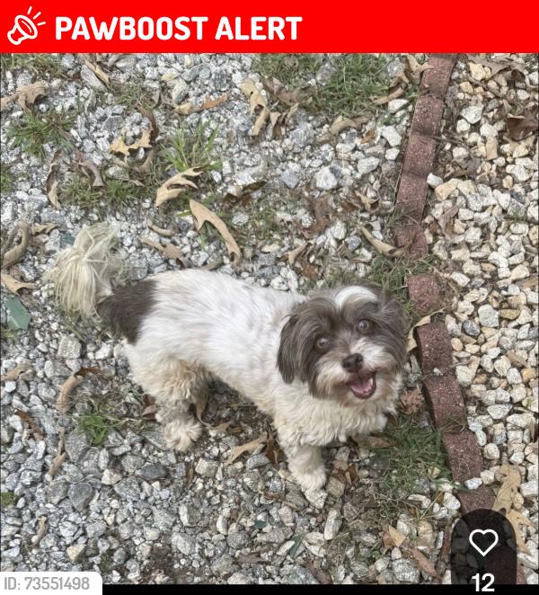Lost Female Dog last seen Mountain Creek Road, Greenville County, SC 29654