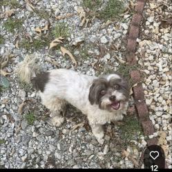 Lost Female Dog last seen Mountain Creek Road, Greenville County, SC 29654