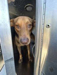 Shelter Stray Male Dog last seen Near BINKLEY ST, Central District, TX, 355 Hillshire Dr, Haslet, TX 76052, USA