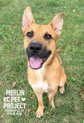 Shelter Stray Male Dog last seen Near Bales Avenue, 64130, MO, 7077 Elmwood Ave, Kansas City, MO 64132, USA