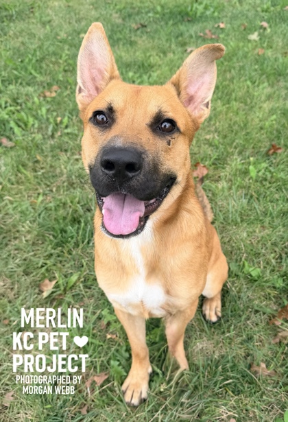 Shelter Stray Male Dog last seen Near Bales Avenue, 64130, MO, 7077 Elmwood Ave, Kansas City, MO 64132, USA