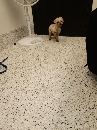 Shelter Stray Male Dog last seen Near SHADOW GLEN DR, Fairburn, GA, 1251 Fulton Industrial Blvd NW, Atlanta, GA 30336, USA