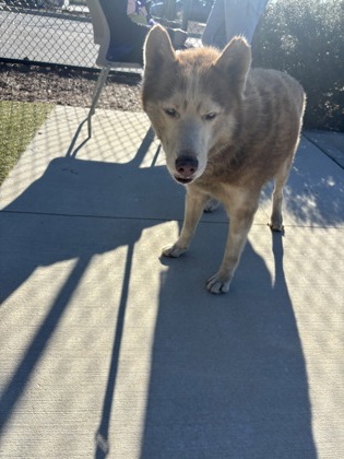Shelter Stray Male Dog last seen Near Lancaster Drive, East Point, GA, 1251 Fulton Industrial Blvd NW, Atlanta, GA 30336, USA