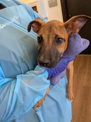 Shelter Stray Female Dog last seen Near Bolfair Drive NW, Atlanta, GA, 1251 Fulton Industrial Blvd NW, Atlanta, GA 30336, USA