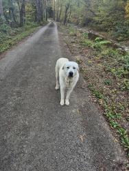 Found/Stray Male Dog last seen Wisest Landing, Wises Landing, KY 40006