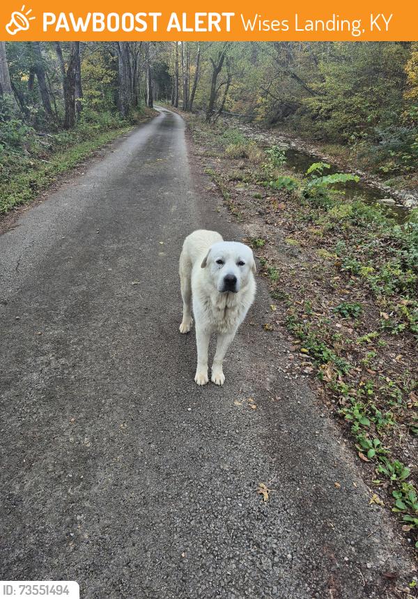 Found/Stray Male Dog last seen Wisest Landing, Wises Landing, KY 40006