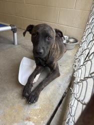 Shelter Stray Female Dog last seen Near East Pandora Drive, Berkeley County, SC, 2455 Remount Rd, North Charleston, SC 29406, USA