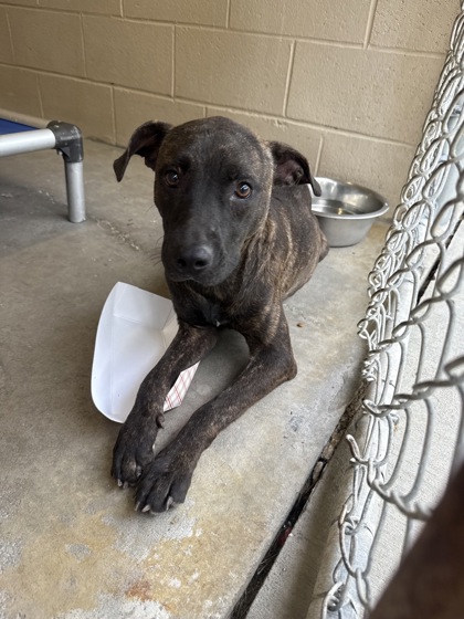 Shelter Stray Female Dog last seen Near East Pandora Drive, Berkeley County, SC, 2455 Remount Rd, North Charleston, SC 29406, USA