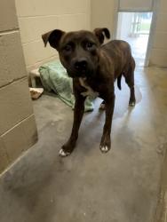 Shelter Stray Male Dog last seen Near East Pandora Drive, Berkeley County, SC, 2455 Remount Rd, North Charleston, SC 29406, USA