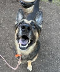 Shelter Stray Male Dog last seen Wesley Chapel Rd, 30034, GA, 3280 Chamblee Dunwoody Rd, Chamblee, GA 30341, USA