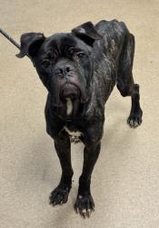 Shelter Stray Female Dog last seen Near Chamblee Dunwoody Rd Dunwoody, GA 30338, 30338, GA, 3280 Chamblee Dunwoody Rd, Chamblee, GA 30341, USA
