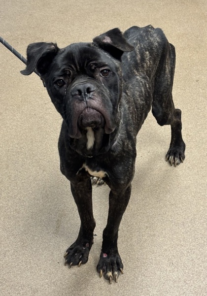 Shelter Stray Female Dog last seen Near Chamblee Dunwoody Rd Dunwoody, GA 30338, 30338, GA, 3280 Chamblee Dunwoody Rd, Chamblee, GA 30341, USA