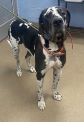 Shelter Stray Male Dog last seen Near Chamblee Tucker Road Unit 124, 30341, GA, 3280 Chamblee Dunwoody Rd, Chamblee, GA 30341, USA