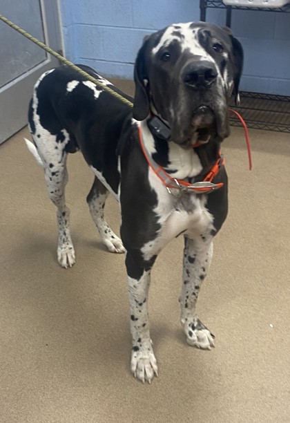 Shelter Stray Male Dog last seen Near Chamblee Tucker Road Unit 124, 30341, GA, 3280 Chamblee Dunwoody Rd, Chamblee, GA 30341, USA