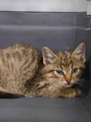 Shelter Stray Female Cat last seen Near Suez St, Grand Island, NE, 1312 Sky Park Rd, Grand Island, NE 68801, USA