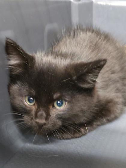 Shelter Stray Female Cat last seen Near Suez St, Grand Island, NE, 1312 Sky Park Rd, Grand Island, NE 68801, USA