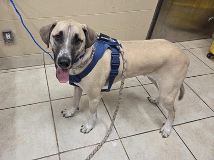 Shelter Stray Male Dog last seen Georgetown 7200 N IH 35, Williamson County, TX, 1855 SE Inner Loop, Georgetown, TX 78626, USA