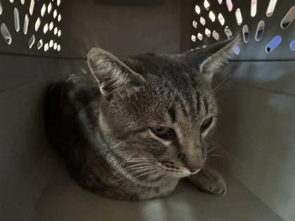 Shelter Stray Unknown Cat last seen Near N IH 35, GEORGETOWN, Williamson County, TX, 1855 SE Inner Loop, Georgetown, TX 78626, USA