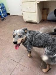 Shelter Stray Male Dog last seen Near Blk of Lost Oak, District 1 - North Cleburne,, 2375 Service Dr, Cleburne, TX 76033, USA