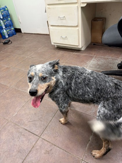 Shelter Stray Male Dog last seen Near Blk of Lost Oak, District 1 - North Cleburne,, 2375 Service Dr, Cleburne, TX 76033, USA