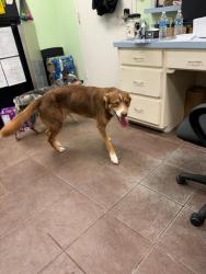Shelter Stray Male Dog last seen Near Blk of Lost Oak, District 1 - North Cleburne,, 2375 Service Dr, Cleburne, TX 76033, USA