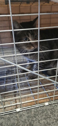 Shelter Stray Unknown Cat last seen SIXTH ST & Vernon Street, Roseville City, CA, 200 Tahoe Ave, Roseville, CA 95678, USA